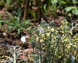 モンシロチョウ