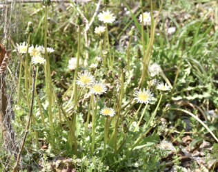 茎が伸びたシロバナタンポポ