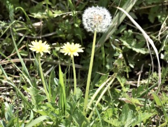 茎が伸びた二ホンタンポポ