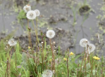 茎が伸びたセイヨウタンポポ