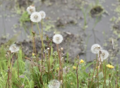 茎が伸びたセイヨウタンポポ