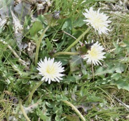 シロバナタンポポ