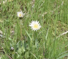 シロバナタンポポ