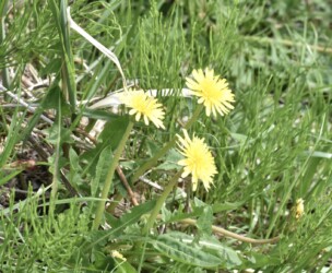 黄色の二ホンタンポポ