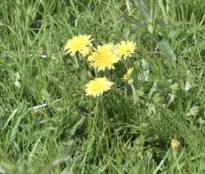 黄色の日本タンポポ