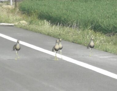 親を呼ぶ若鳥のケリ?
