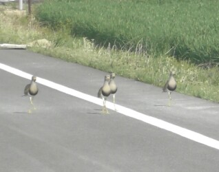 親を呼ぶ若鳥のケリ?