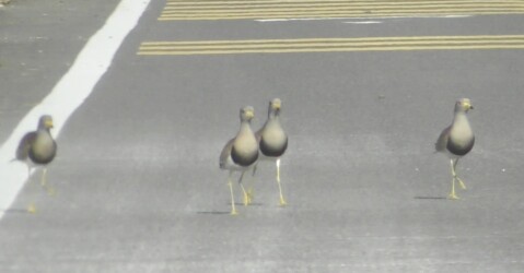 親を呼ぶ若鳥のケリ?