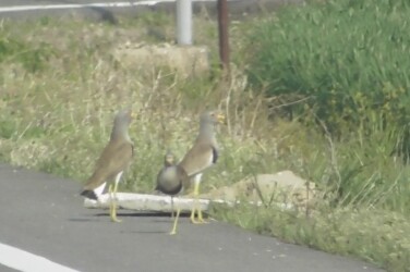 親を呼ぶ若鳥のケリ?