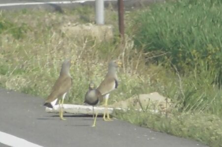 親を呼ぶ若鳥のケリ?