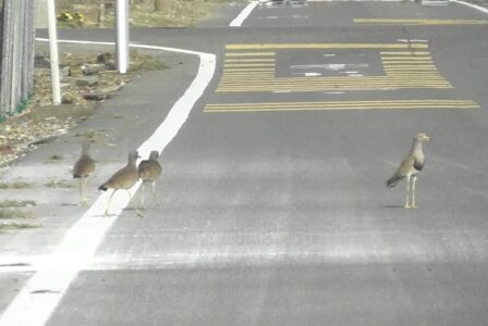 親を呼ぶ若鳥のケリ?