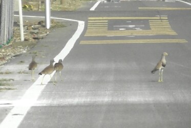 親を呼ぶ若鳥のケリ?