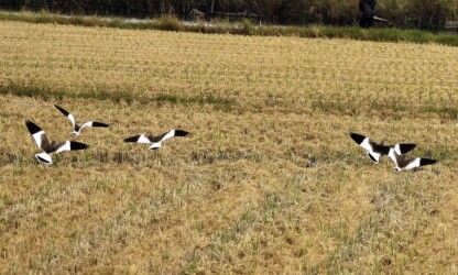 群れで過ごす秋