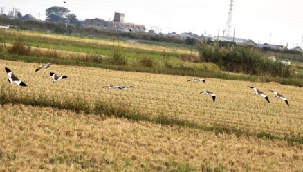 群れで過ごす秋