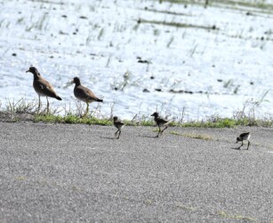 ケリの親とヒナ