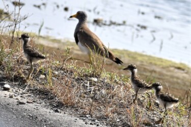 ケリの親とヒナ