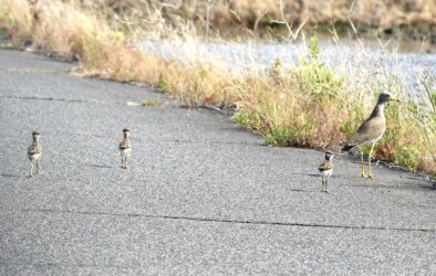 ケリの親とヒナ