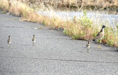 ケリの親とヒナ