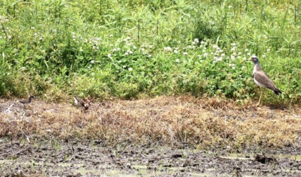 ケリの親とヒナ