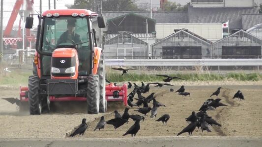耕運機に集まるカラス