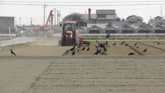 耕運機に集まるカラス