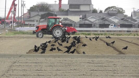 耕運機に集まるカラス
