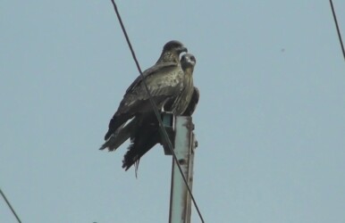 電柱に並んでとまる2羽のトビ