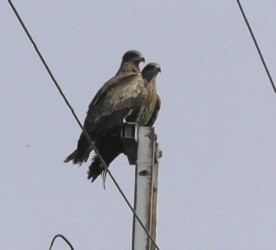 電柱に並んでとまる2羽のトビ