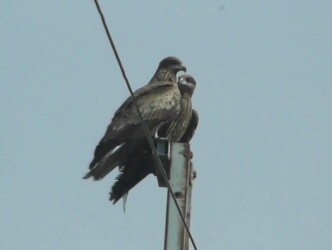電柱に並んでとまる2羽のトビ