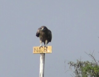 交尾するトビの番い?