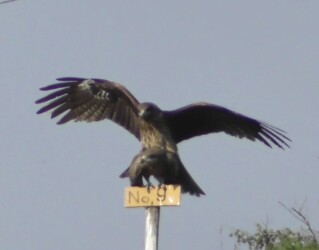 交尾するトビの番い?