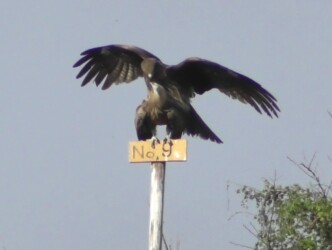 交尾するトビの番い?