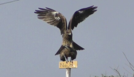 交尾するトビの番い?