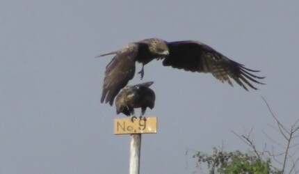 交尾するトビの番い?