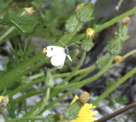飛翔するツマキチョウのオス