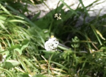 飛翔するツマキチョウのオス