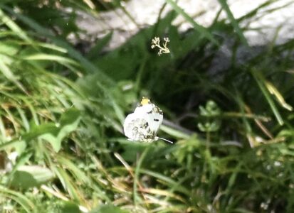 飛翔するツマキチョウのオス