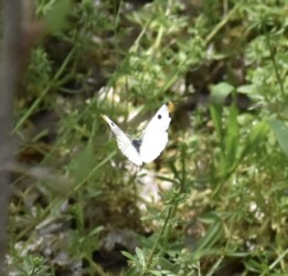 飛翔するツマキチョウのオス