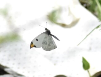 飛翔するツマキチョウのオス