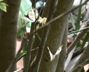 飛翔するツマキチョウのオス