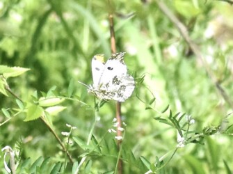 飛翔するツマキチョウのオス