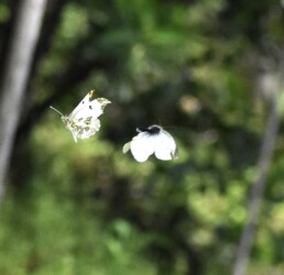 飛翔するツマキチョウのオス