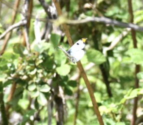 飛翔するツマキチョウのオス