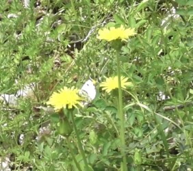 タンポポの蜜を吸うオス