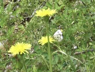 タンポポの蜜を吸うオス