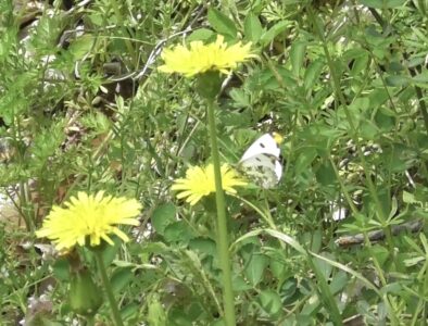 タンポポの蜜を吸うオス