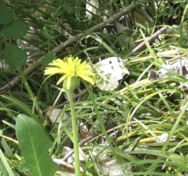 タンポポとカラスノエンドウの蜜を吸うメス