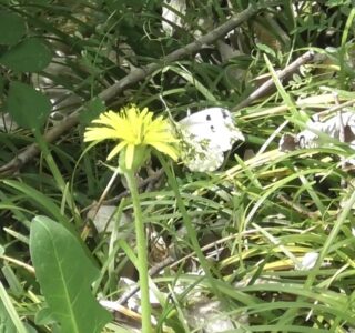 タンポポとカラスノエンドウの蜜を吸うメス