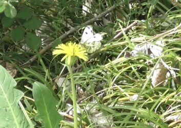 タンポポとカラスノエンドウの蜜を吸うメス