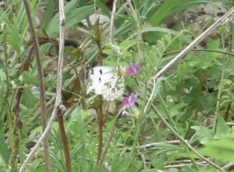 タンポポとカラスノエンドウの蜜を吸うメス